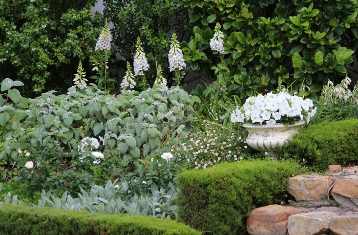 1443018868 cape town garden whiteandgreen foxgloves gardenista Thiết kế sân vườn nhà xanh mướt mà chẳng cần chăm