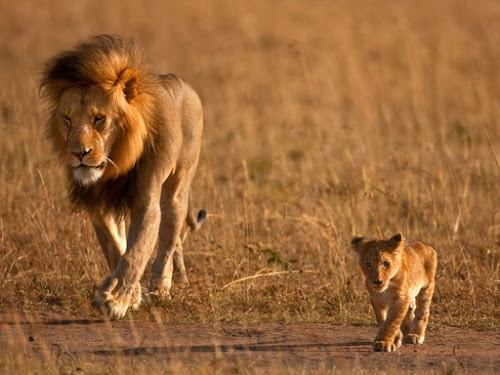 sutudaycon Hãy dạy con theo cách của sư tử