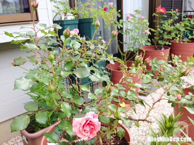 img20170526092954149 Mảnh vườn nhỏ có đến hàng trăm chậu hồng đẹp ngỡ ngàng của mẹ Việt ở Nhật