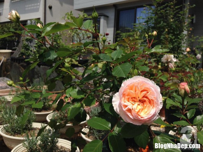 img20170526092954415 Mảnh vườn nhỏ có đến hàng trăm chậu hồng đẹp ngỡ ngàng của mẹ Việt ở Nhật