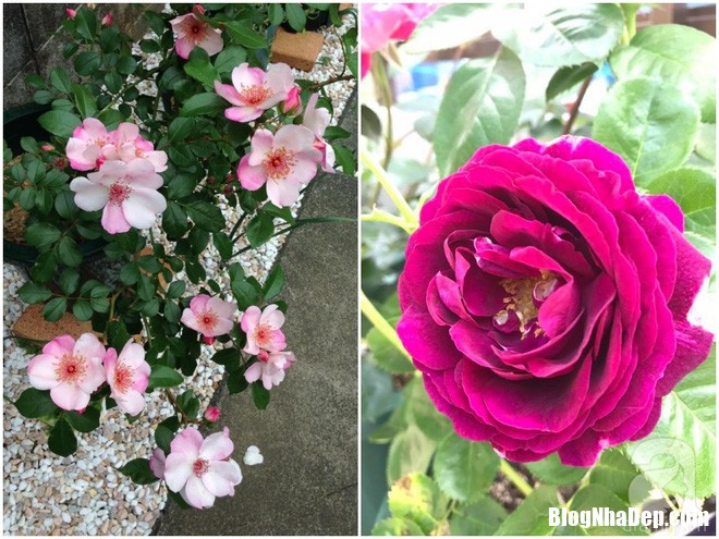 img20170526092954618 Mảnh vườn nhỏ có đến hàng trăm chậu hồng đẹp ngỡ ngàng của mẹ Việt ở Nhật