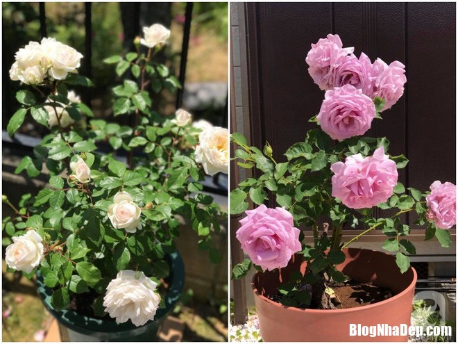 img20170526092955211 Mảnh vườn nhỏ có đến hàng trăm chậu hồng đẹp ngỡ ngàng của mẹ Việt ở Nhật