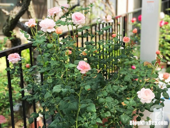 img20170526092955696 Mảnh vườn nhỏ có đến hàng trăm chậu hồng đẹp ngỡ ngàng của mẹ Việt ở Nhật