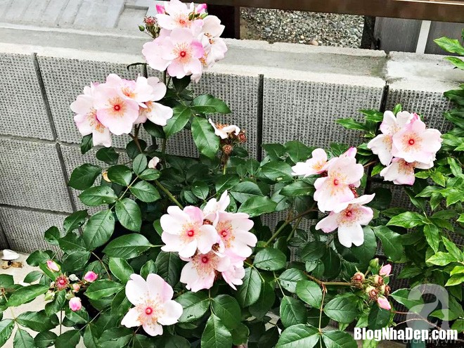 img20170526092956258 Mảnh vườn nhỏ có đến hàng trăm chậu hồng đẹp ngỡ ngàng của mẹ Việt ở Nhật