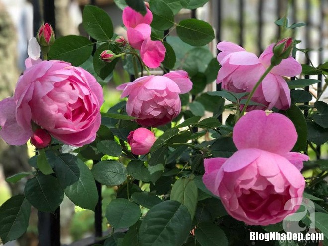 img20170526092956790 Mảnh vườn nhỏ có đến hàng trăm chậu hồng đẹp ngỡ ngàng của mẹ Việt ở Nhật