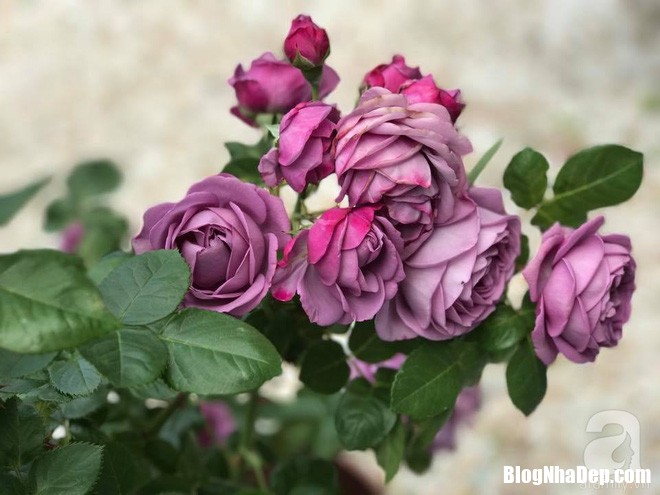 img20170526092957649 Mảnh vườn nhỏ có đến hàng trăm chậu hồng đẹp ngỡ ngàng của mẹ Việt ở Nhật