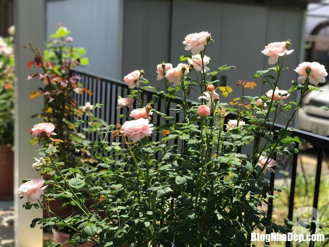 img20170526092958446 Mảnh vườn nhỏ có đến hàng trăm chậu hồng đẹp ngỡ ngàng của mẹ Việt ở Nhật