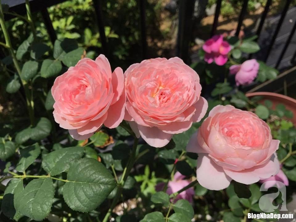 img20170526092959743 15330958111751288932676 Mảnh vườn nhỏ có đến hàng trăm chậu hồng đẹp ngỡ ngàng của mẹ Việt ở Nhật
