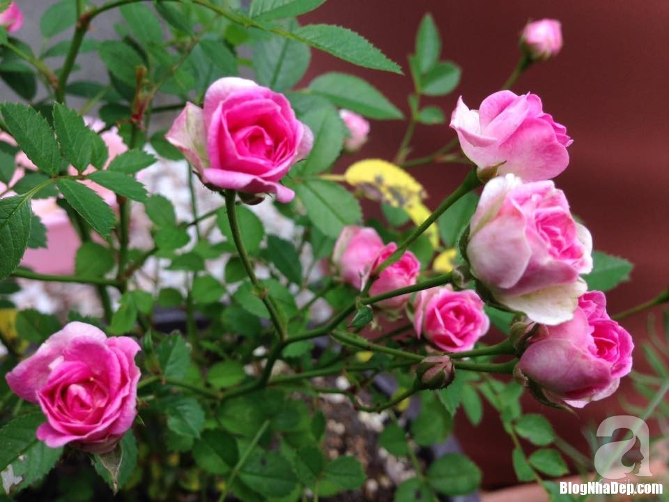 img20170526093000586 1533095811185862689851 Mảnh vườn nhỏ có đến hàng trăm chậu hồng đẹp ngỡ ngàng của mẹ Việt ở Nhật