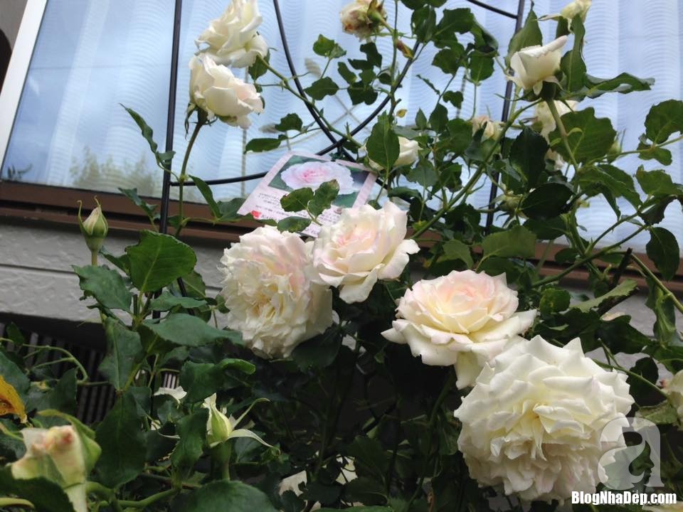 img20170526093001086 15330960912831740395443 Mảnh vườn nhỏ có đến hàng trăm chậu hồng đẹp ngỡ ngàng của mẹ Việt ở Nhật