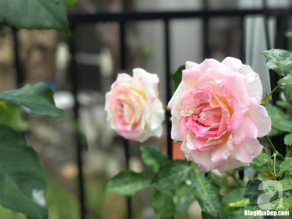 img20170526093001883 1533096091290299456870 Mảnh vườn nhỏ có đến hàng trăm chậu hồng đẹp ngỡ ngàng của mẹ Việt ở Nhật