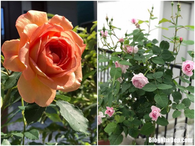 img20170526093002930 Mảnh vườn nhỏ có đến hàng trăm chậu hồng đẹp ngỡ ngàng của mẹ Việt ở Nhật