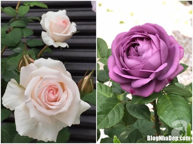img20170526093004133 Mảnh vườn nhỏ có đến hàng trăm chậu hồng đẹp ngỡ ngàng của mẹ Việt ở Nhật