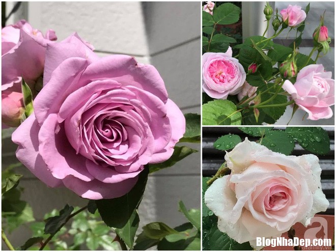img20170526093004618 Mảnh vườn nhỏ có đến hàng trăm chậu hồng đẹp ngỡ ngàng của mẹ Việt ở Nhật